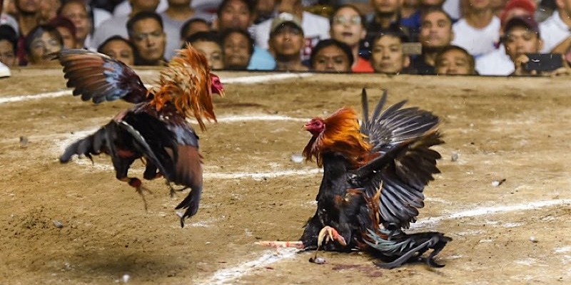 Đá gà cựa dao ngày càng thu hút đông đảo khán giả theo dõi