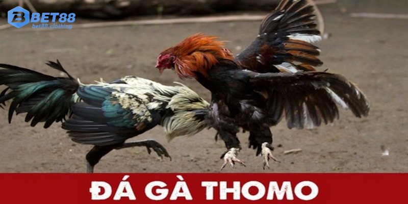 Giới thiệu chung về đá gà Thomo bet88